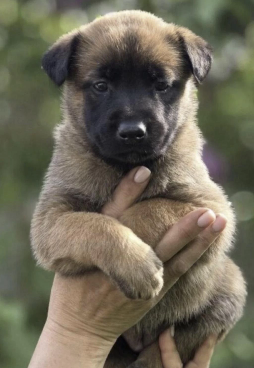 Belçika Kurdu Köpeğimiz