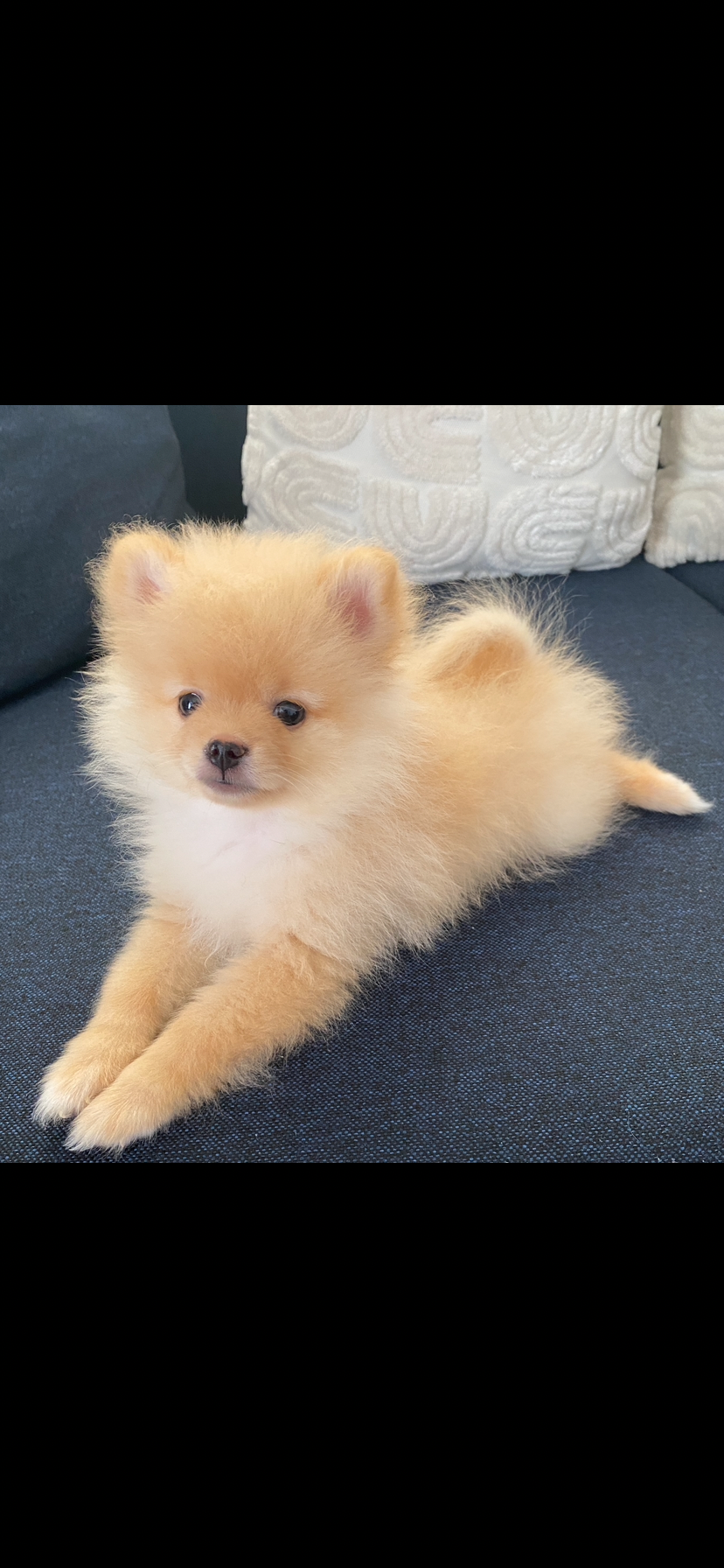 2 aylık erkek pomeranian