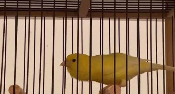 Dipçik Gibi Sağlikli Ve Güzel Ötüm Kanaryalari