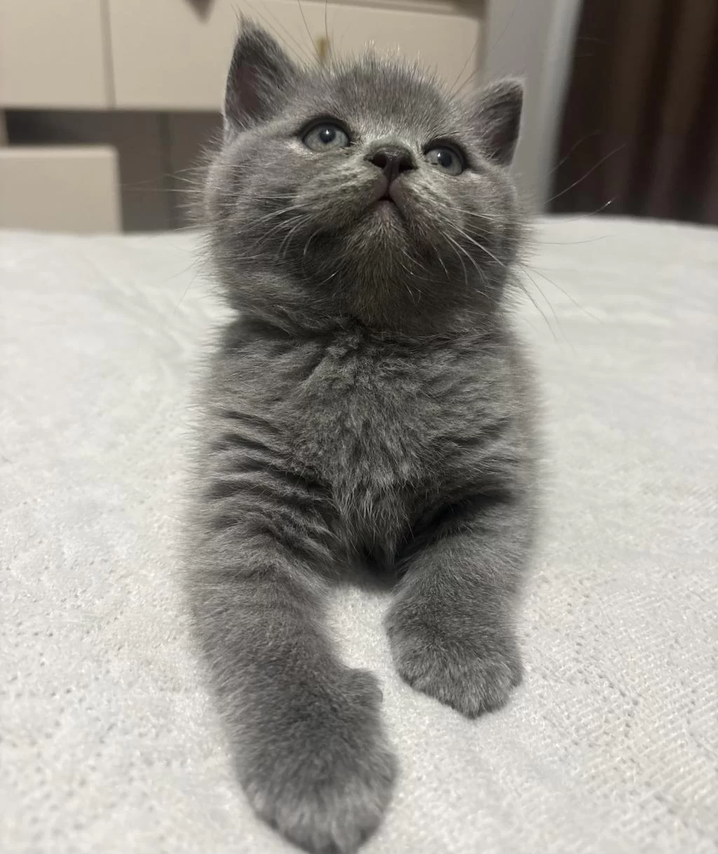 Gri British Shorthair