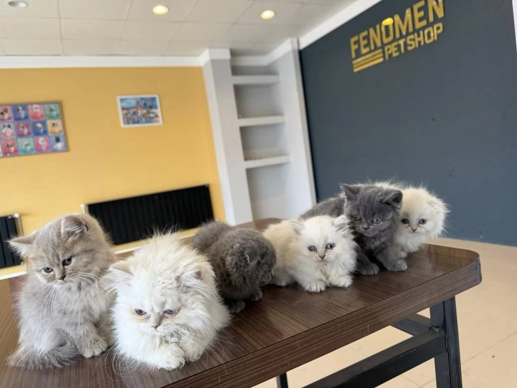 Orjinal British Shorthair Yavrularimiz Ankara