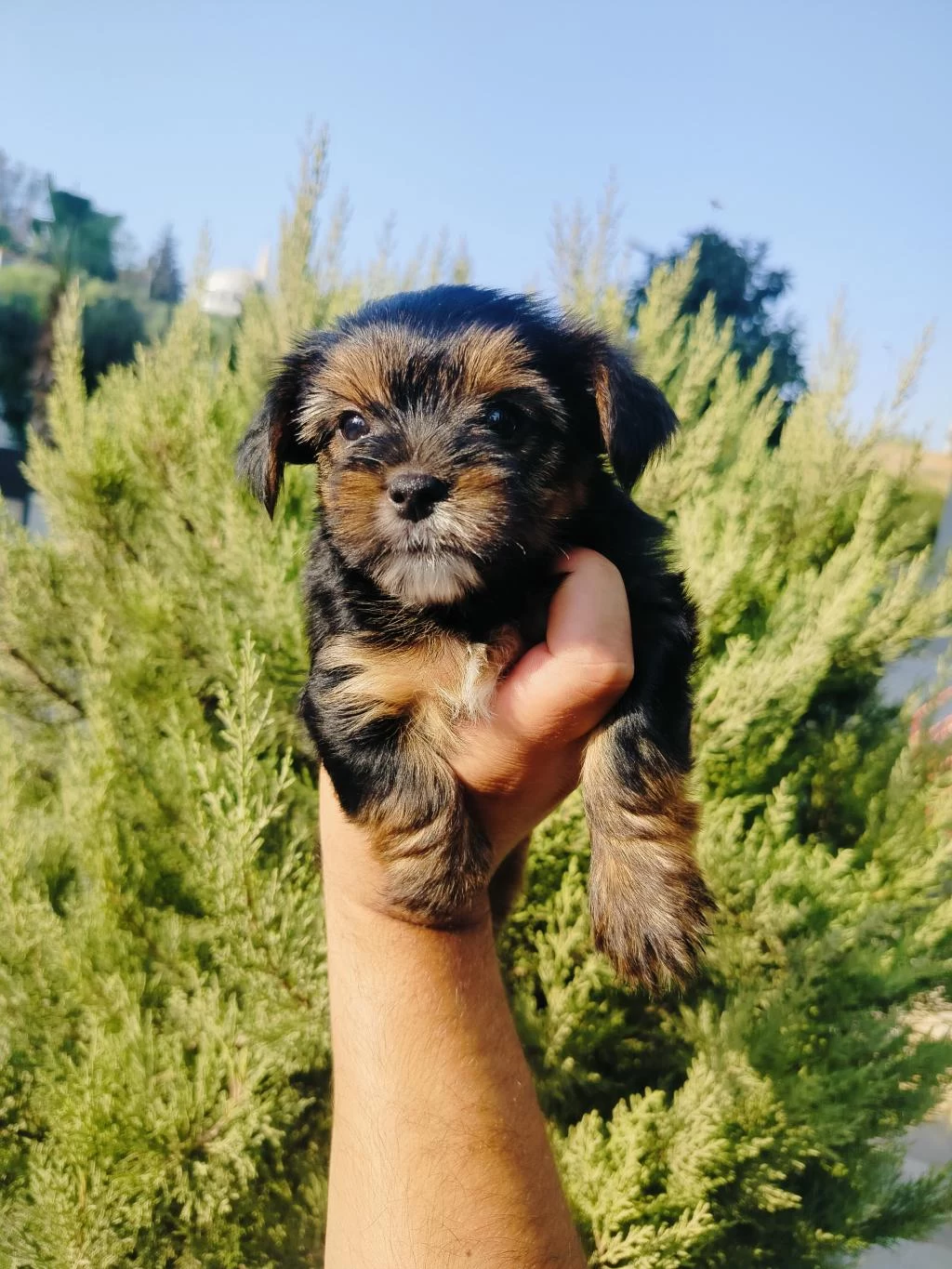 Oyuncu Yorkshire Terrier Yavruları
