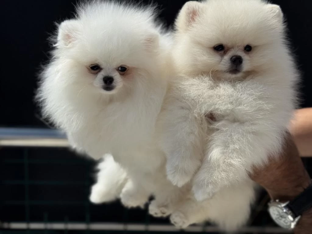 Petmode Köpek Çiftliğinden Tea Cup Pomeranian