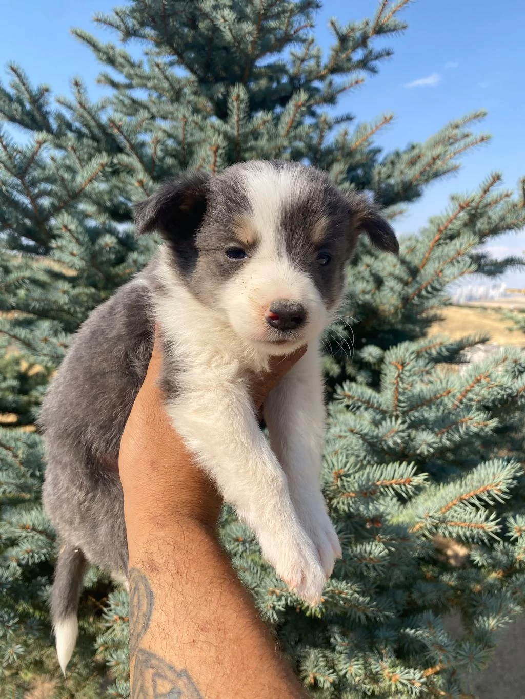 Petmode Köpek Çiftliğinden Border Collie Yavrular