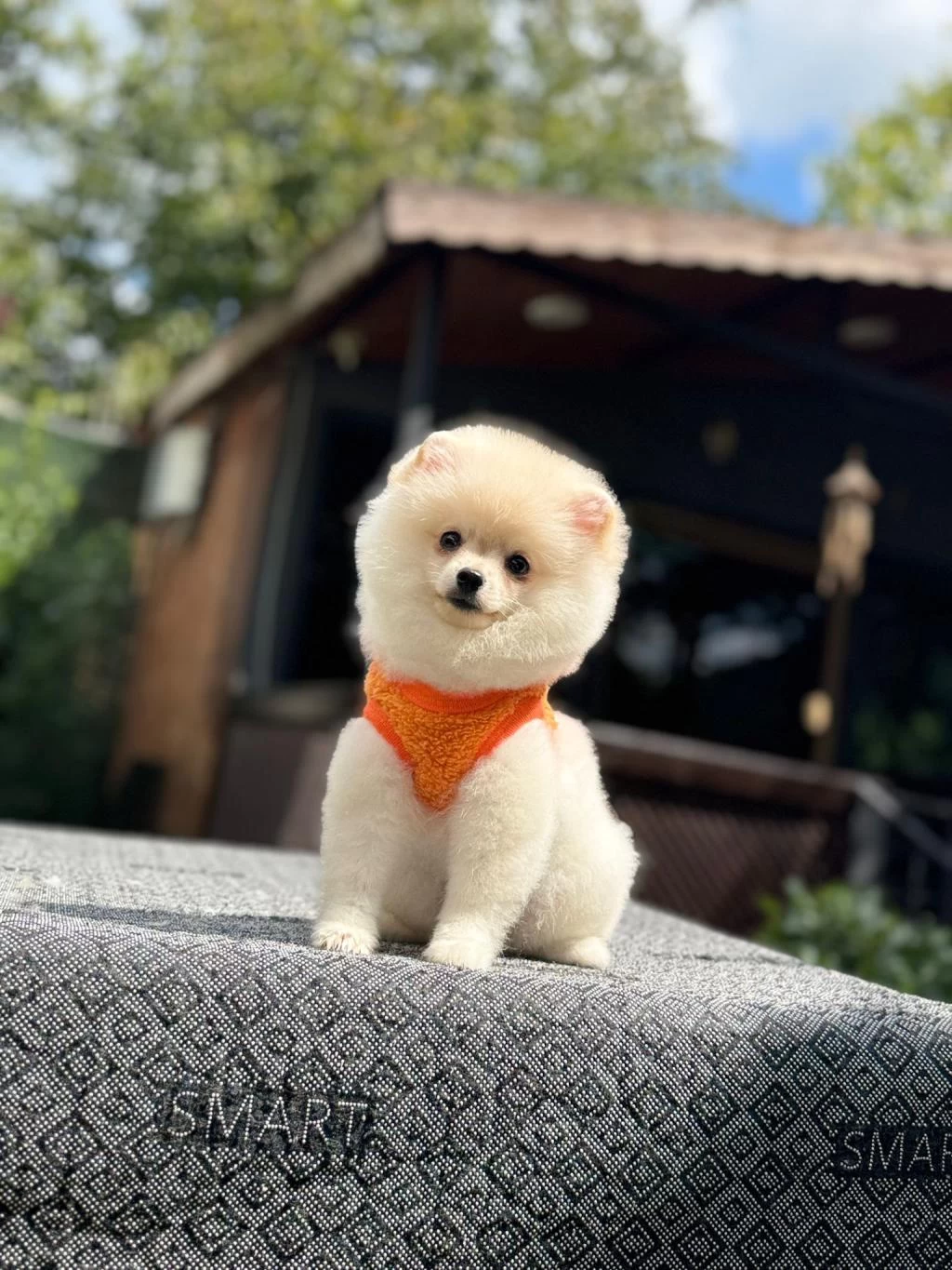 Sağlık Ve İrk Garantili Pomeranianlarımız
