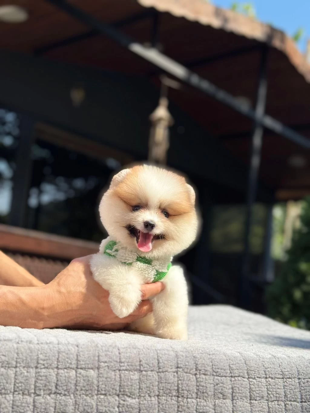 Sağlık Ve İrk Garantili Pomeranian