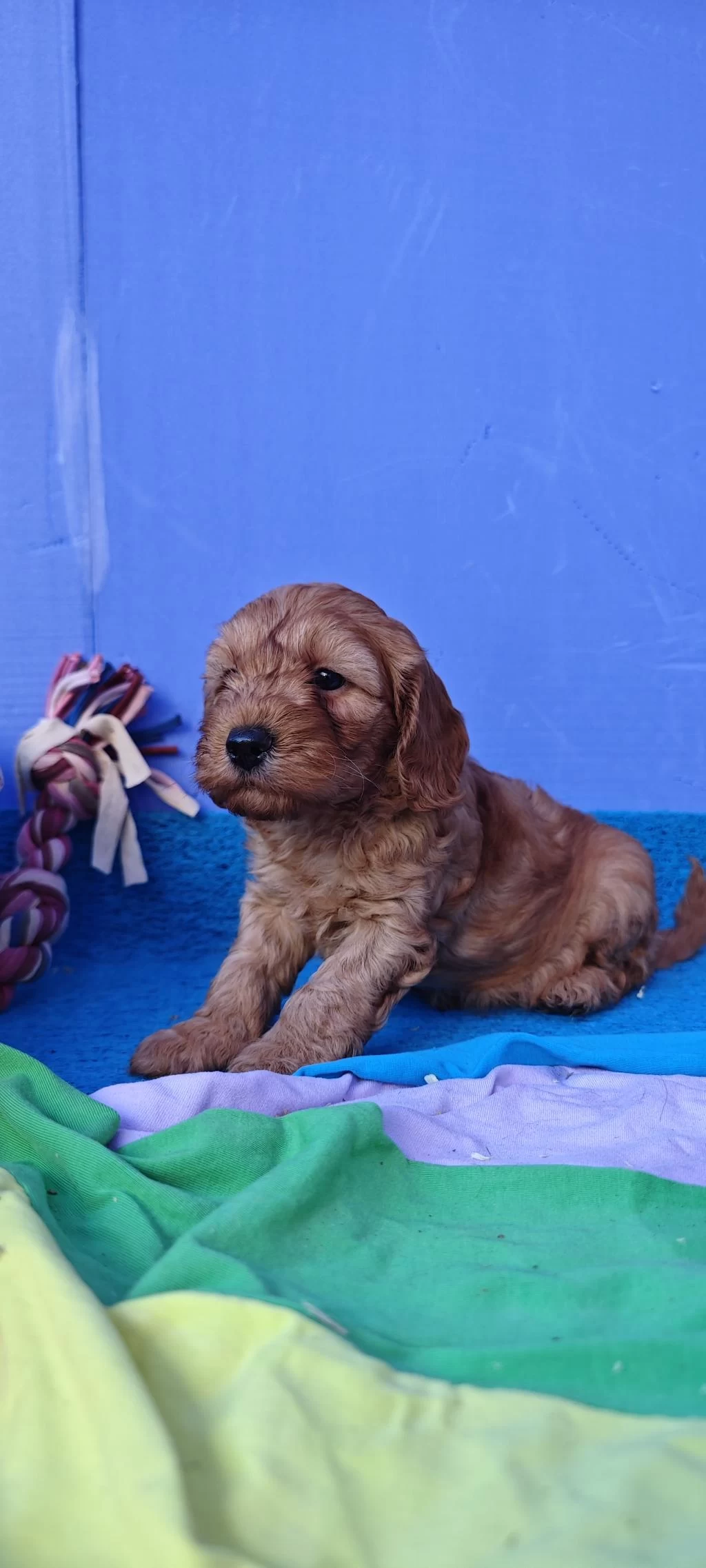A Kalite Gerçek Cockapoo Yavrular