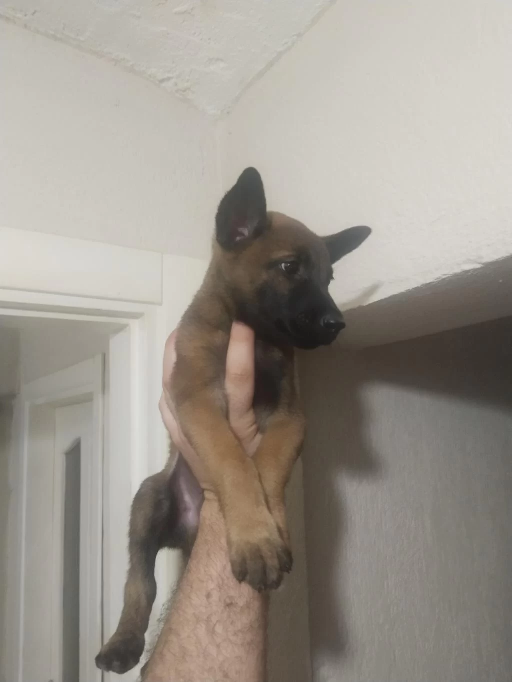 Sağlıklı Kaçırma Malinois