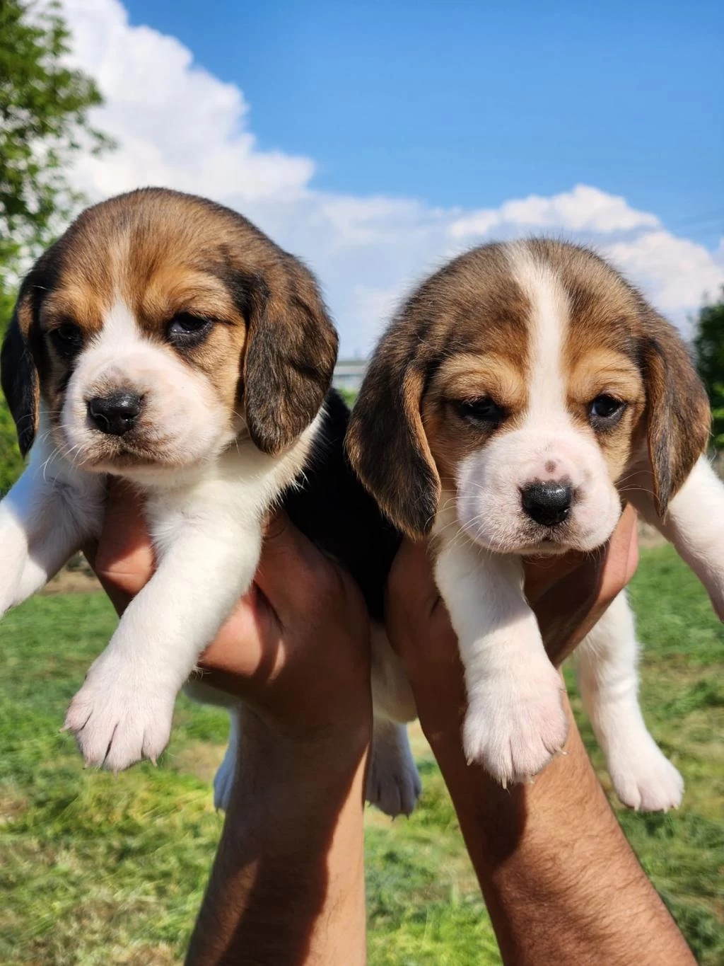 Mini Boy Elizabeth Beagle Bebekler