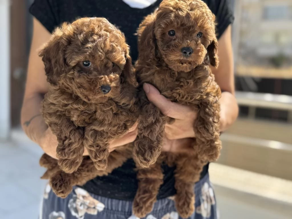 Petmode Köpek Çiftliğinden Chocolate Toy Poodle