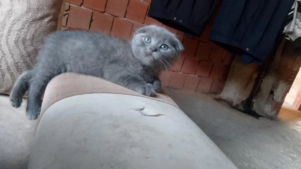 Scottish Fold Kedisi