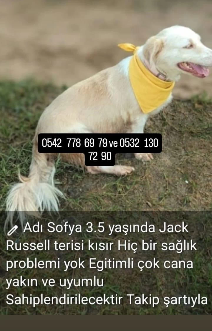 Çok Uysal Cana Yakın Köpeğimiz