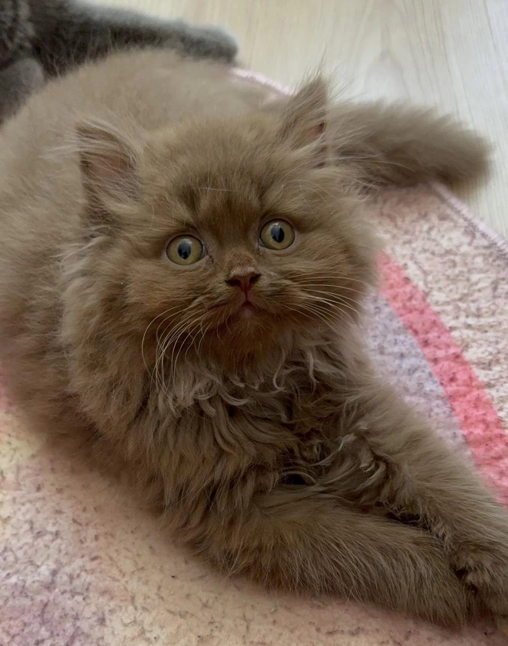 British Longhair Cinnamon