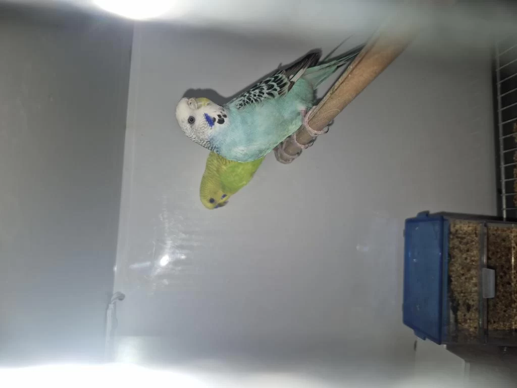 Harika Çift Muhabbet Kuşu