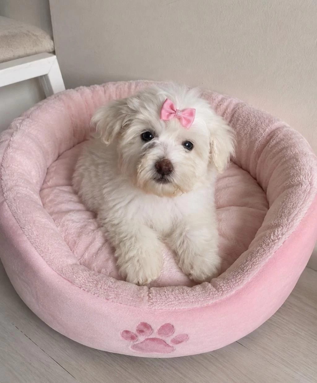 Maltese Terrier Yavru