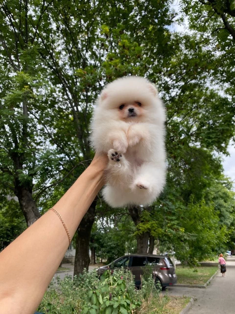 Pomeranian Boo Köpeği