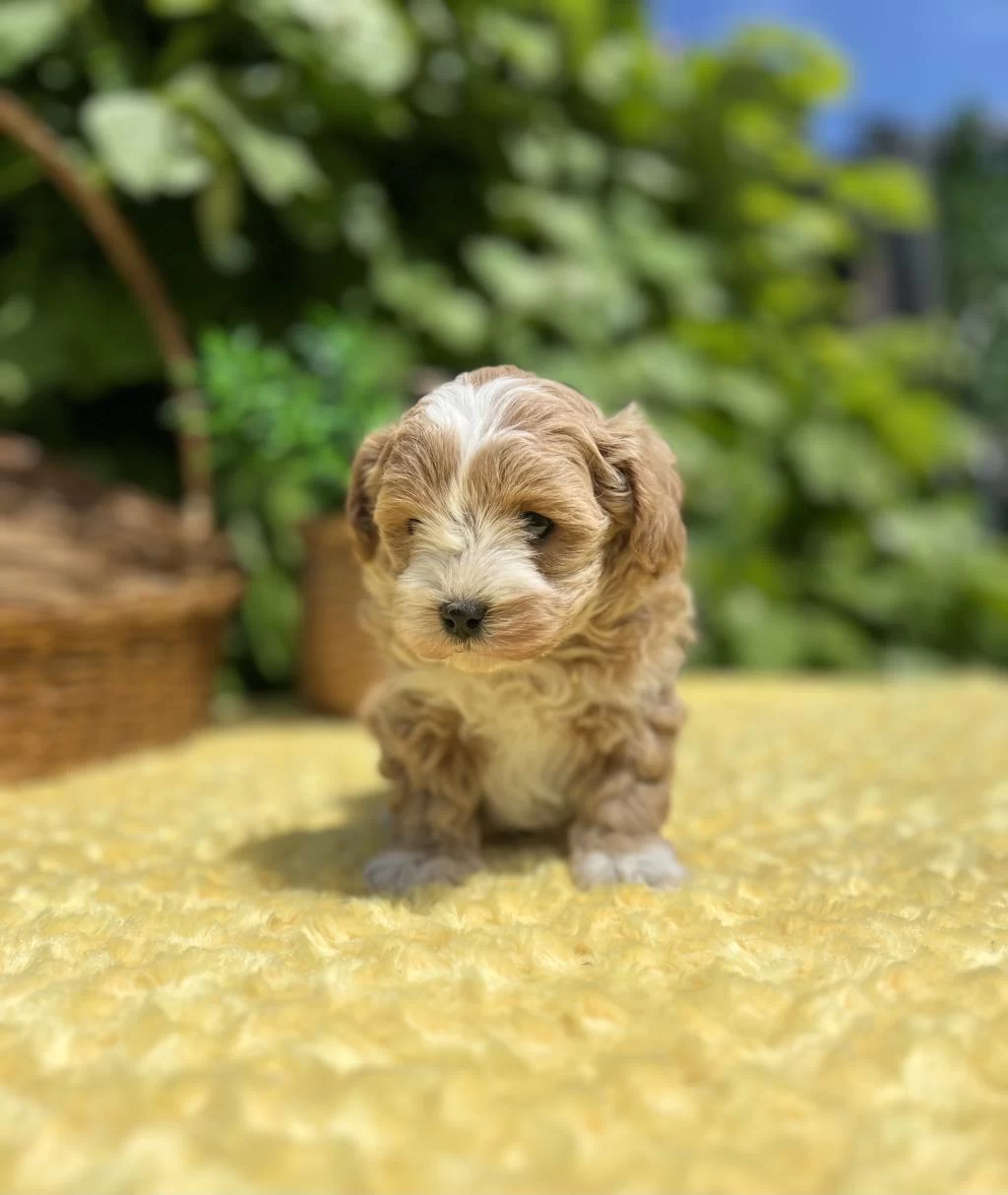 Sevimli Dost Canlısı Maltipoo Yavrular