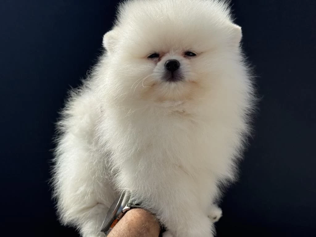 Petmode Köpek Çiftliğinden Pomeranian Yavrular
