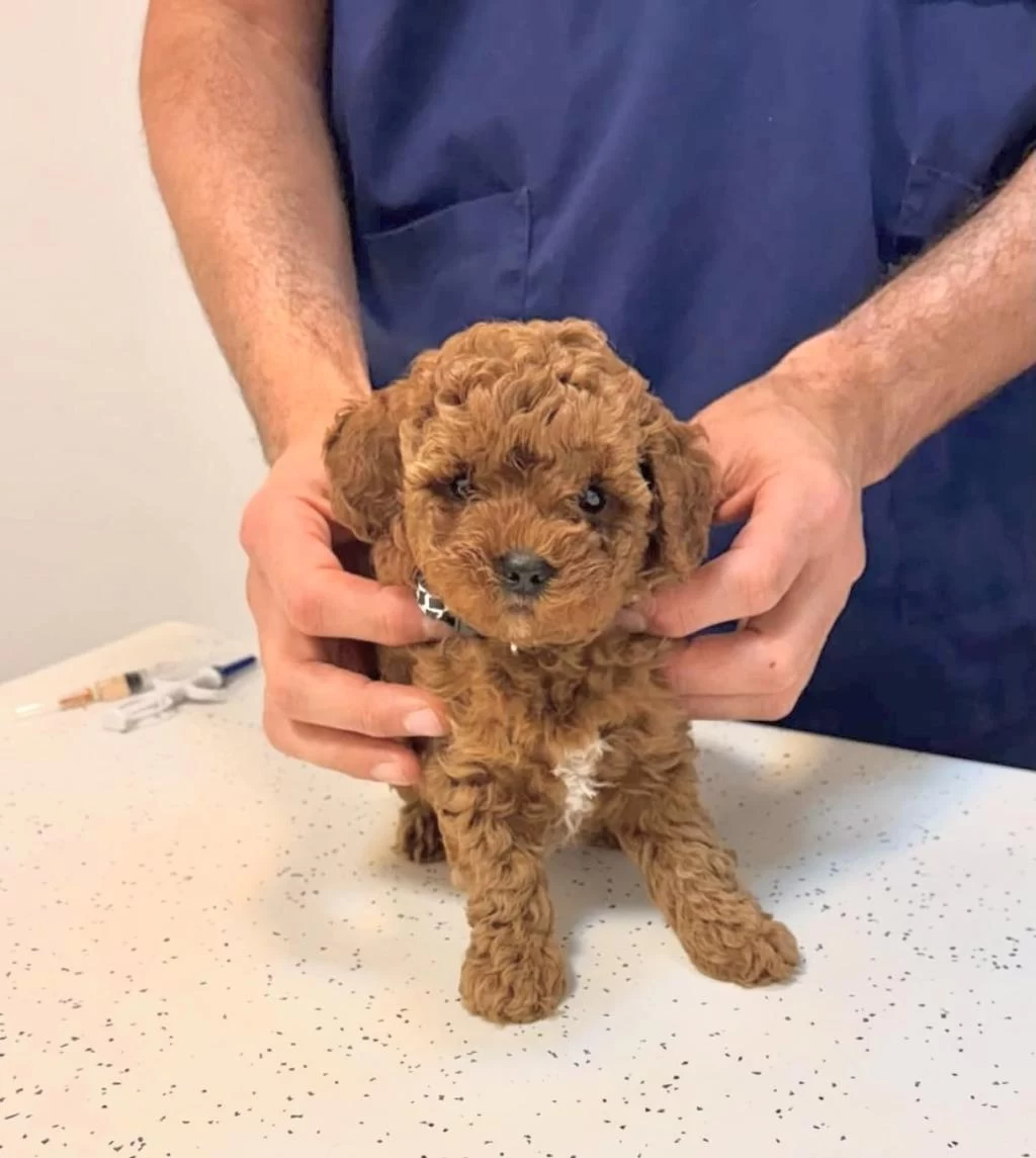 Toy Poodle Yavrularımız Kilogram Garantili