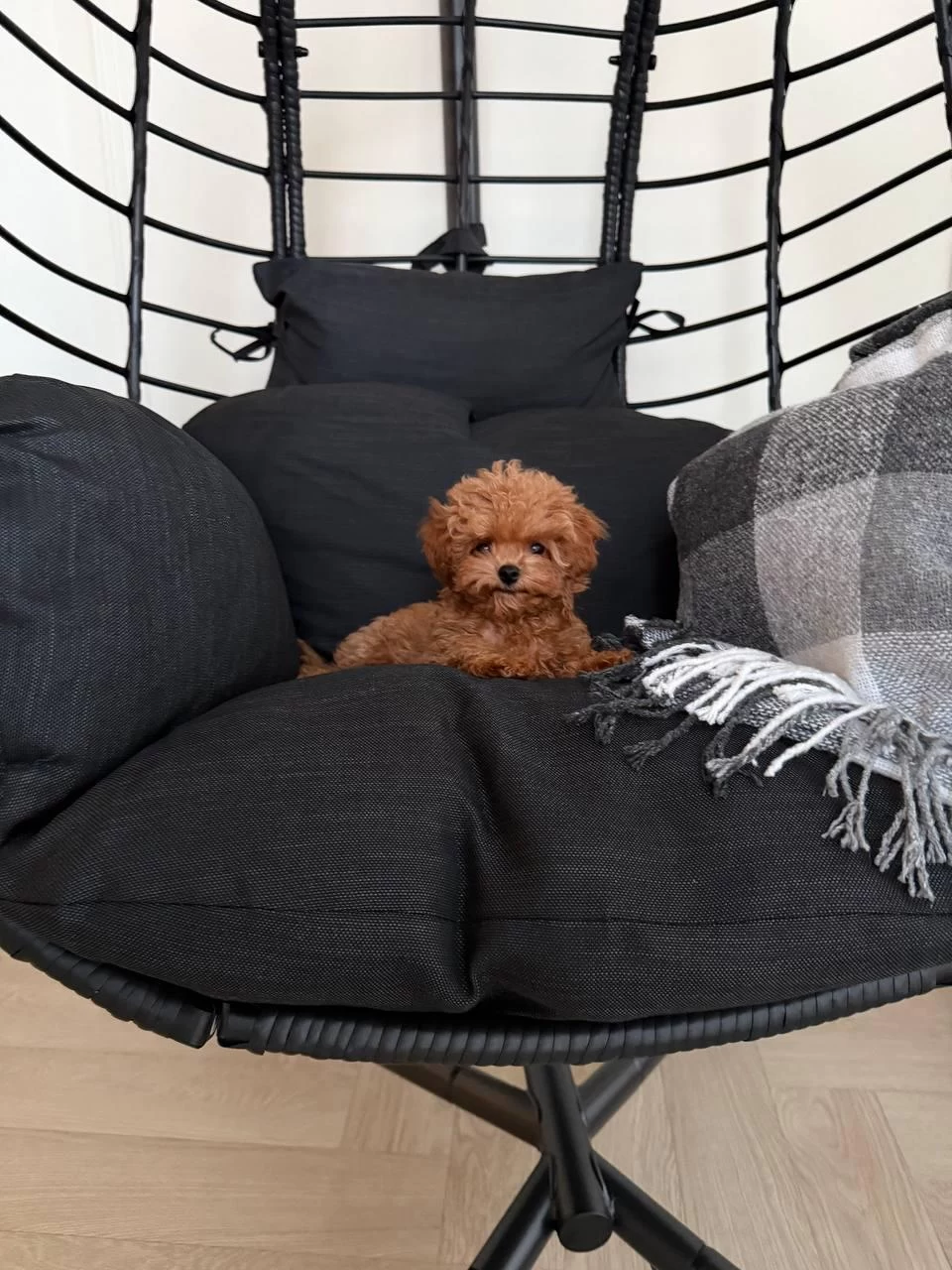 Kore Yavrular Maltipoo