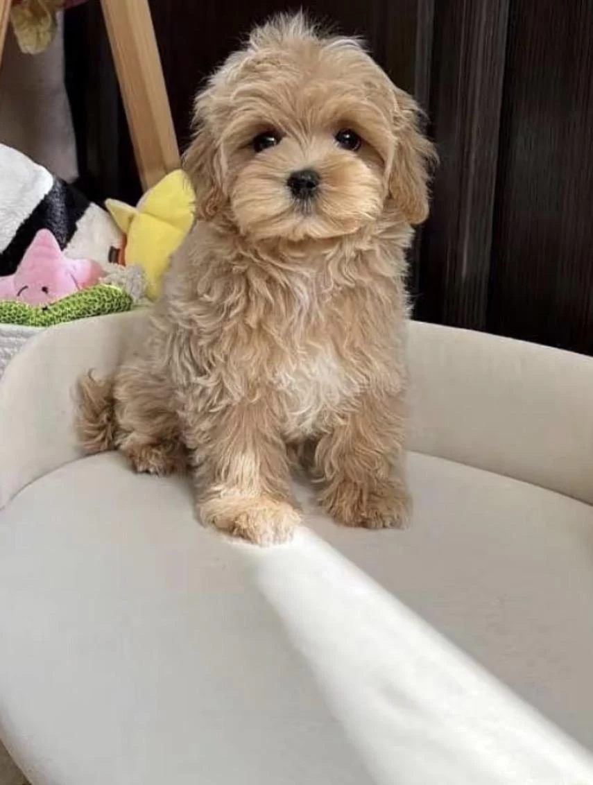 Harika Maltipoo Safkan