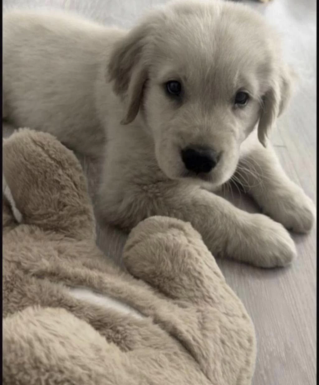Golden Retriever Köpeğimiz