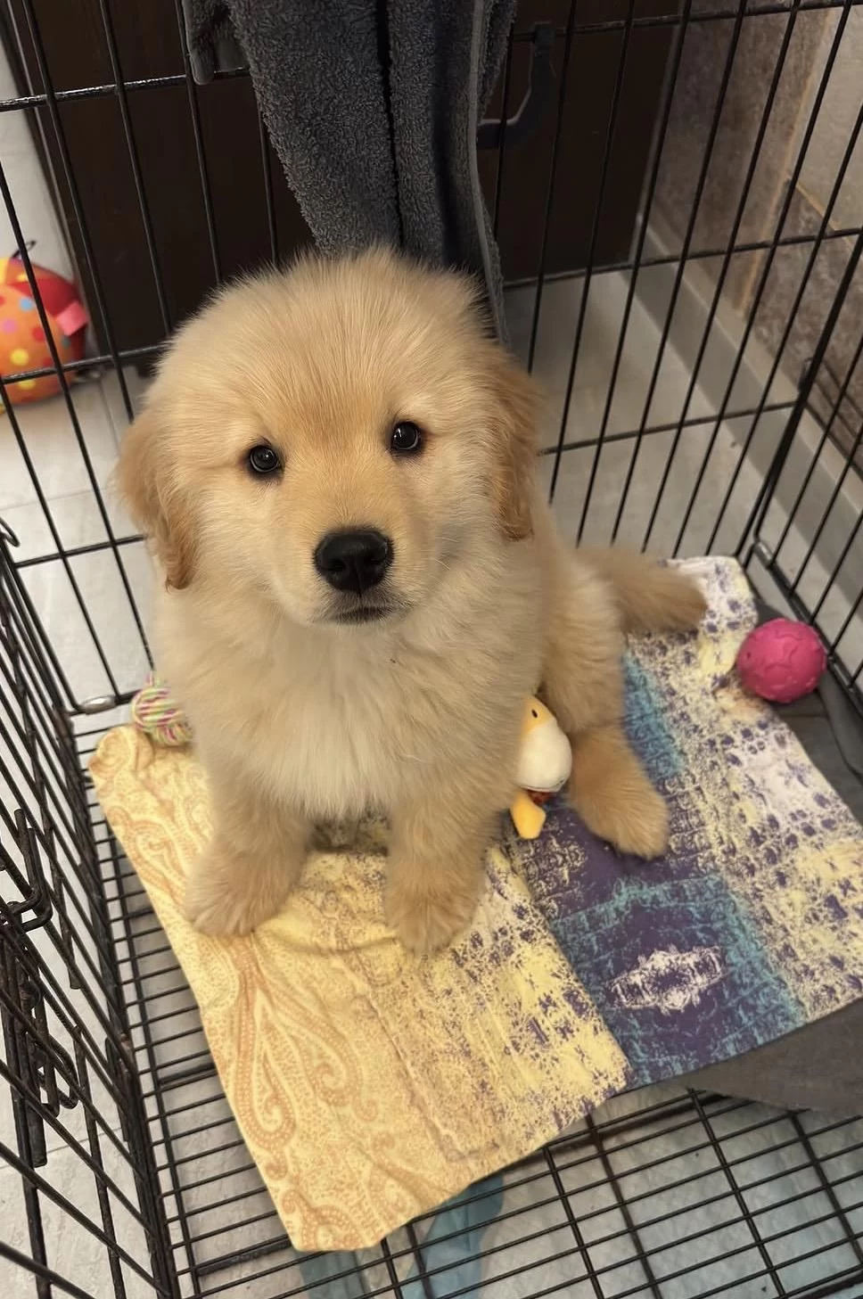 Golden Retriever Köpekler