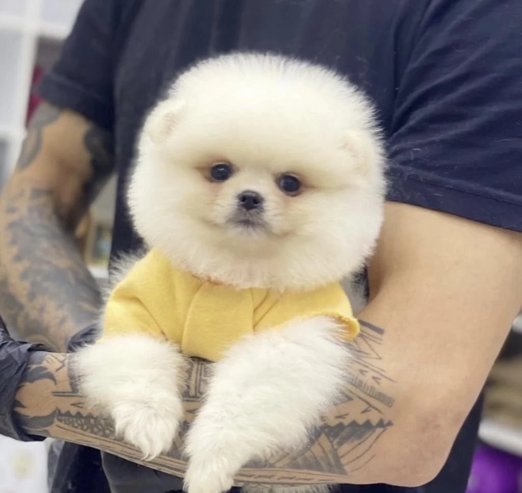 Pomeranian Boo Köpeği