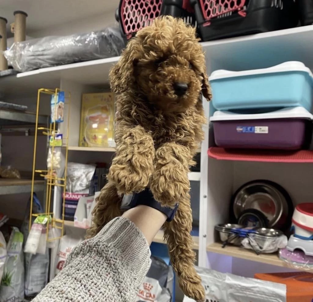 Toy Poodle Köpekleri