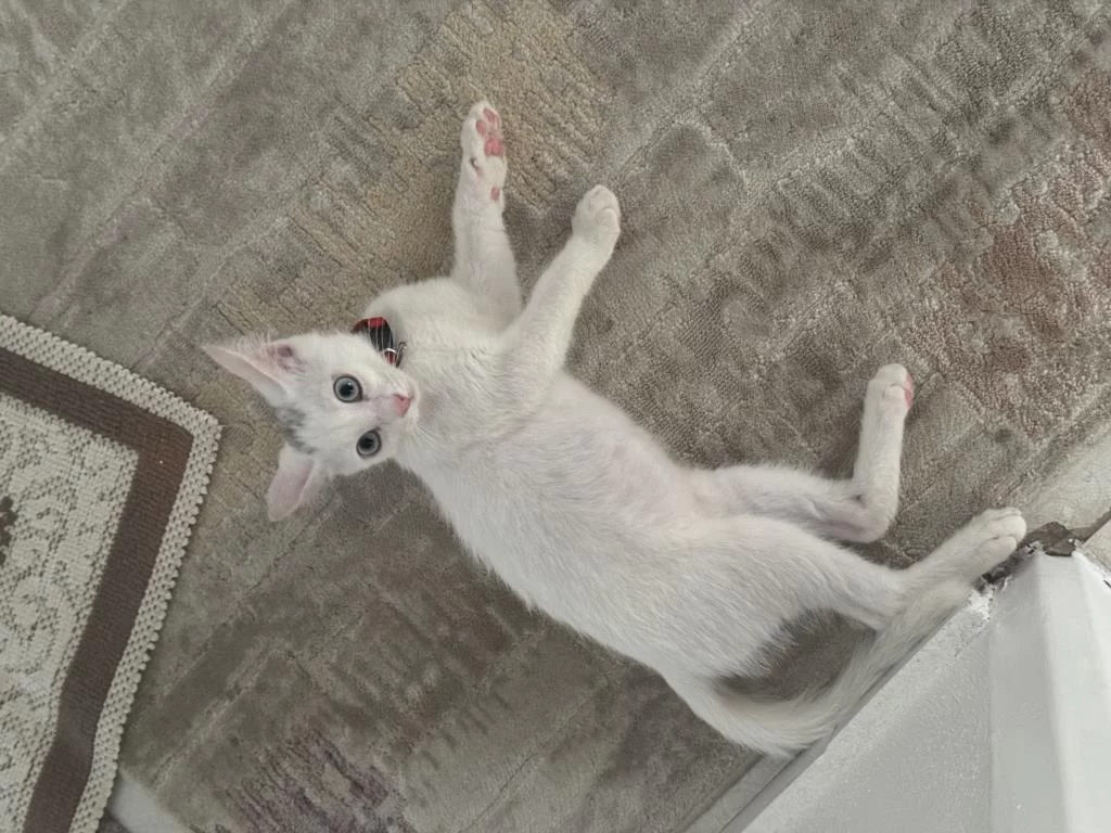 Ücretsiz Kedimizi Sahiplendirme