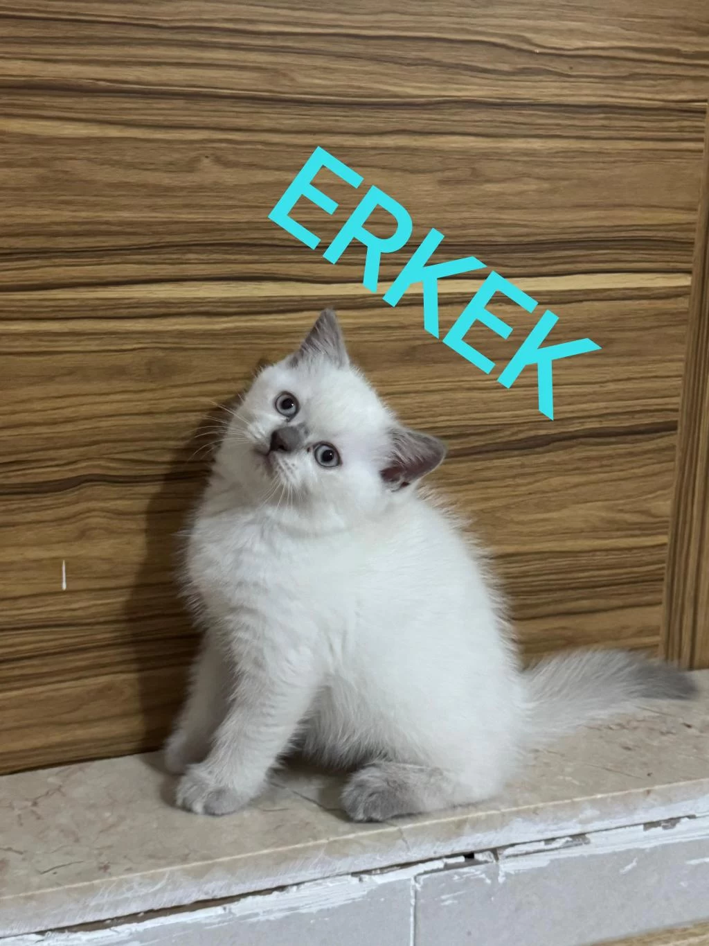 2 Aylik British Ve Scottish Bluepoint Shorthair Yavrular