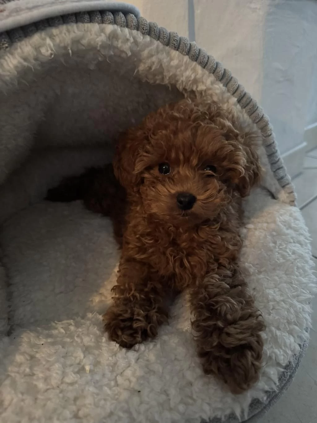 Harika Sevimli Toy Poodle