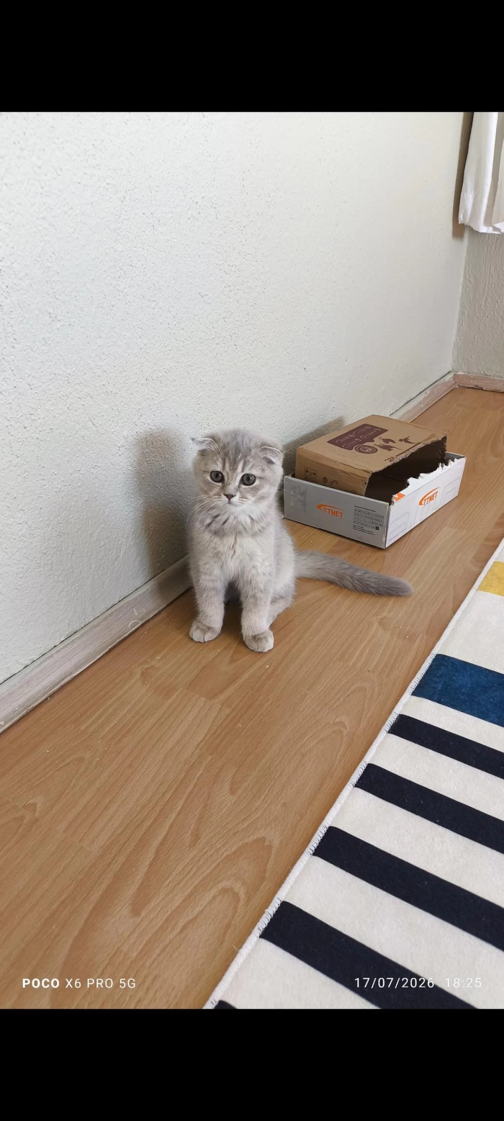 Sağlıklı Scottish Fold Dişi