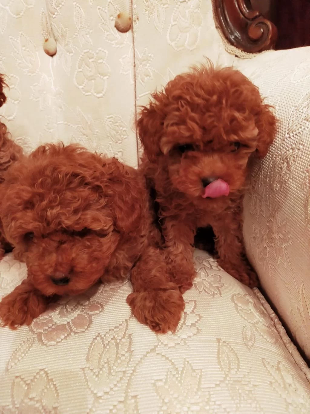 Show Kakite Kore Toy Poodle Yavrular Petmode Den
