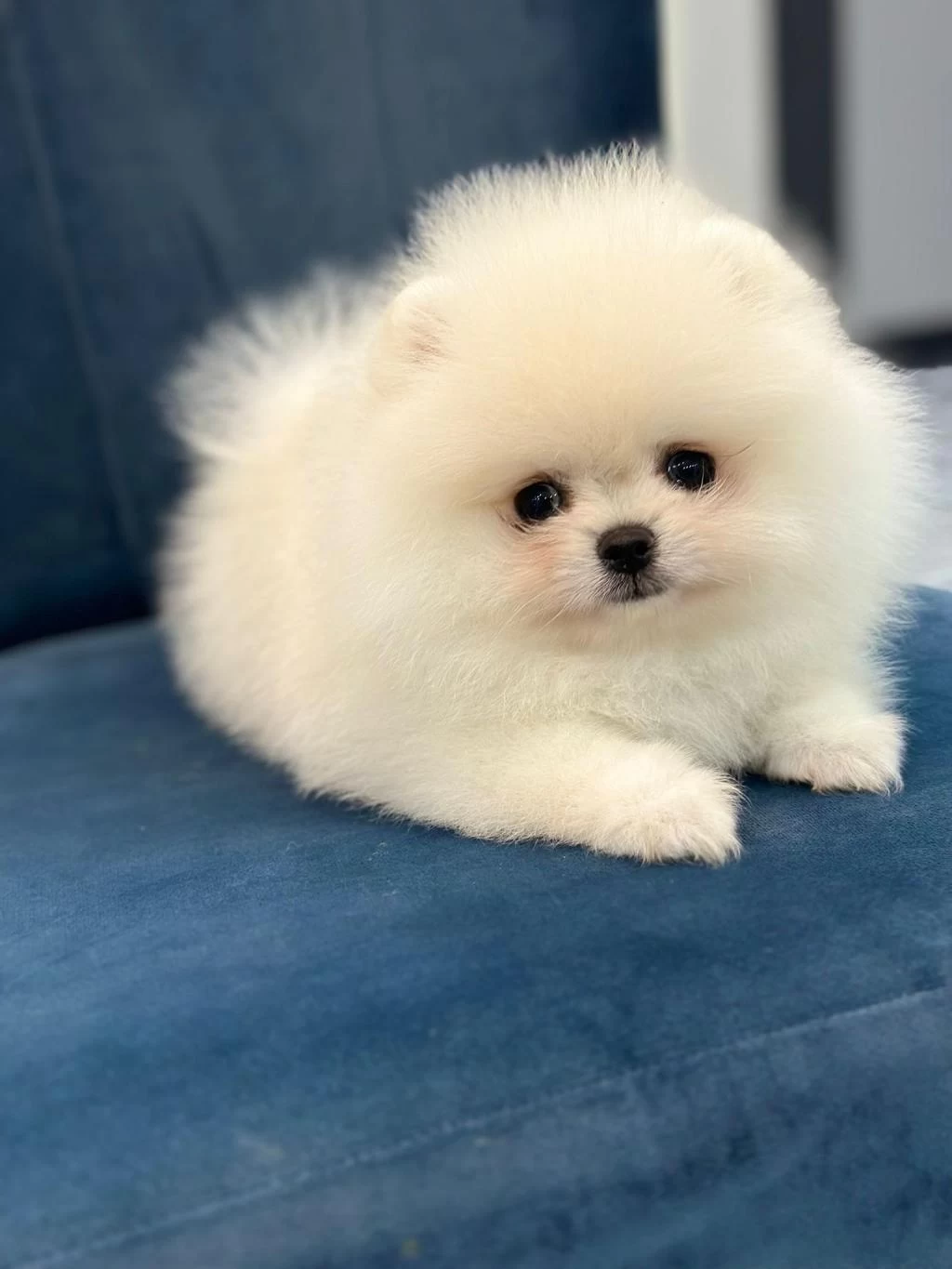 Sağlik Ve İrk Garantili Teddy Bear Boo