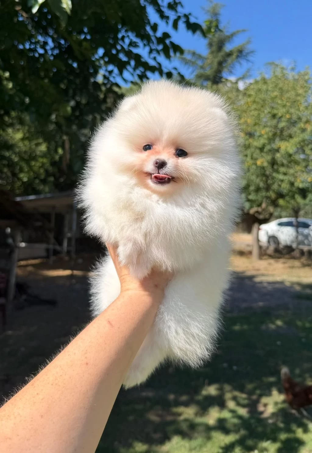 Sağlik Ve İrk Garantili Pomeranian