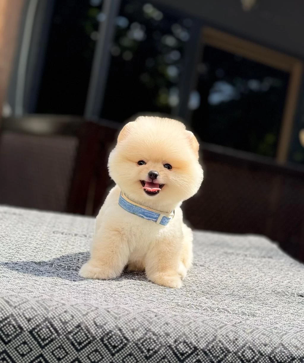 Sağlik Ve İrk Garantili Pomeranian