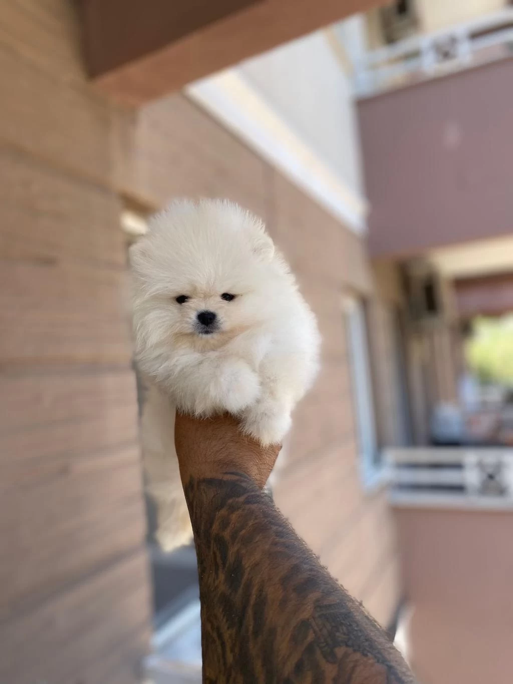 Sağlik Ve İrk Garantili Pomeranian Boo