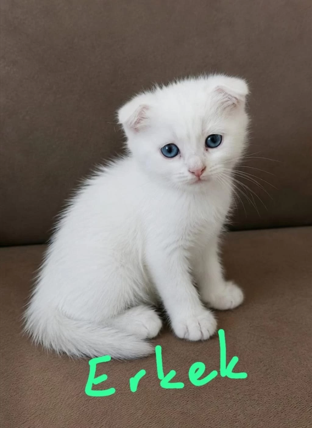 Scottish Fold Ve Straight Longhair Yavrular