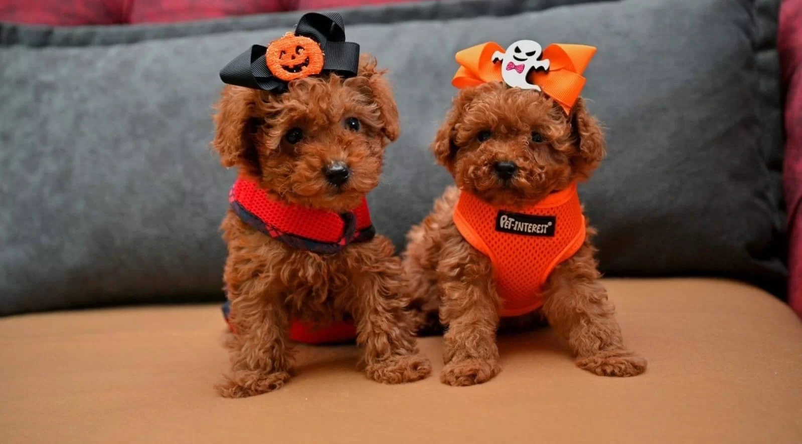 Toy Poodle Safkan Anne Babalardan Özel Yavrularımız