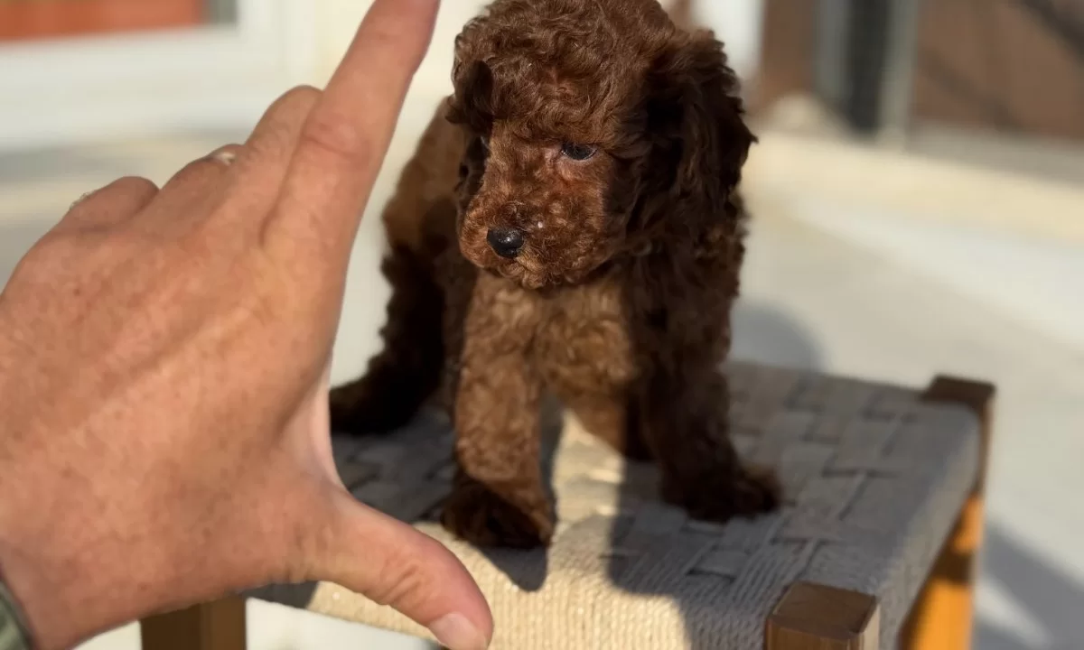 Petmode Köpek Çiftliğinden Tea Cup Kore Poodle Yavrularımız