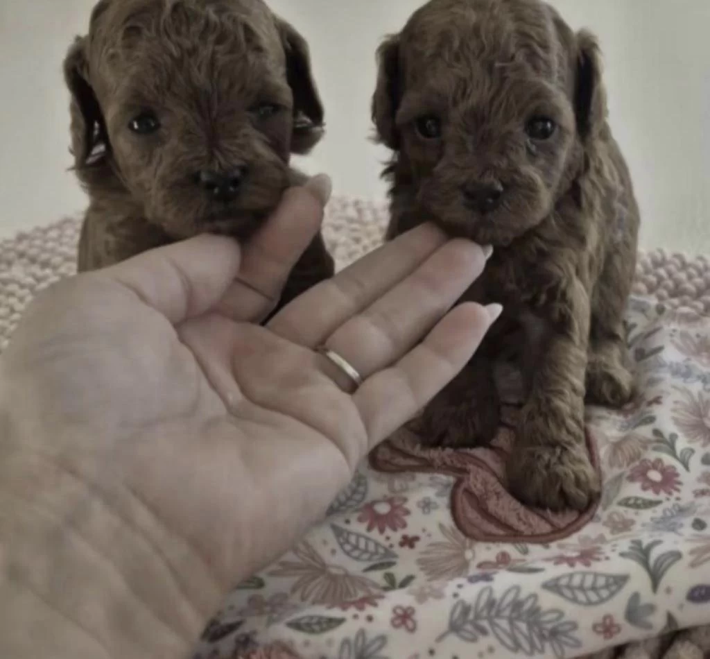 Toy Poodle A Kalite Safkan Kore