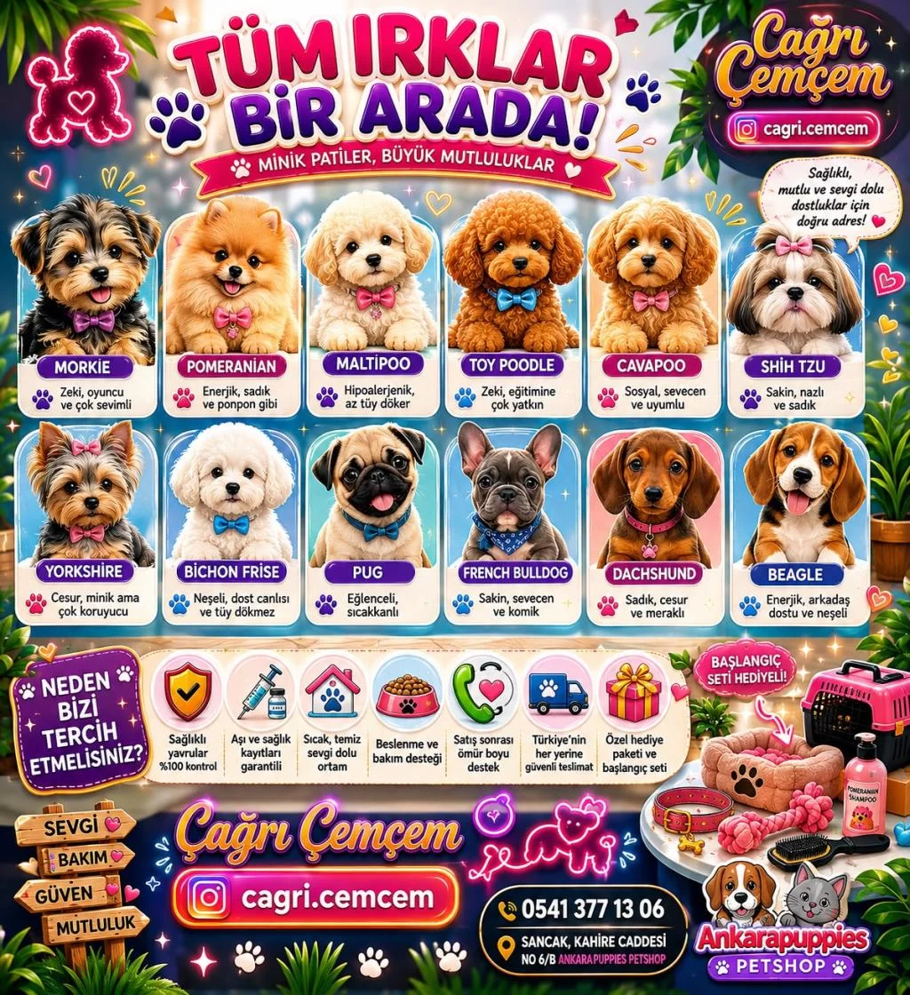 Çağrı Çemçemin Kataloğunun Şampiyonu