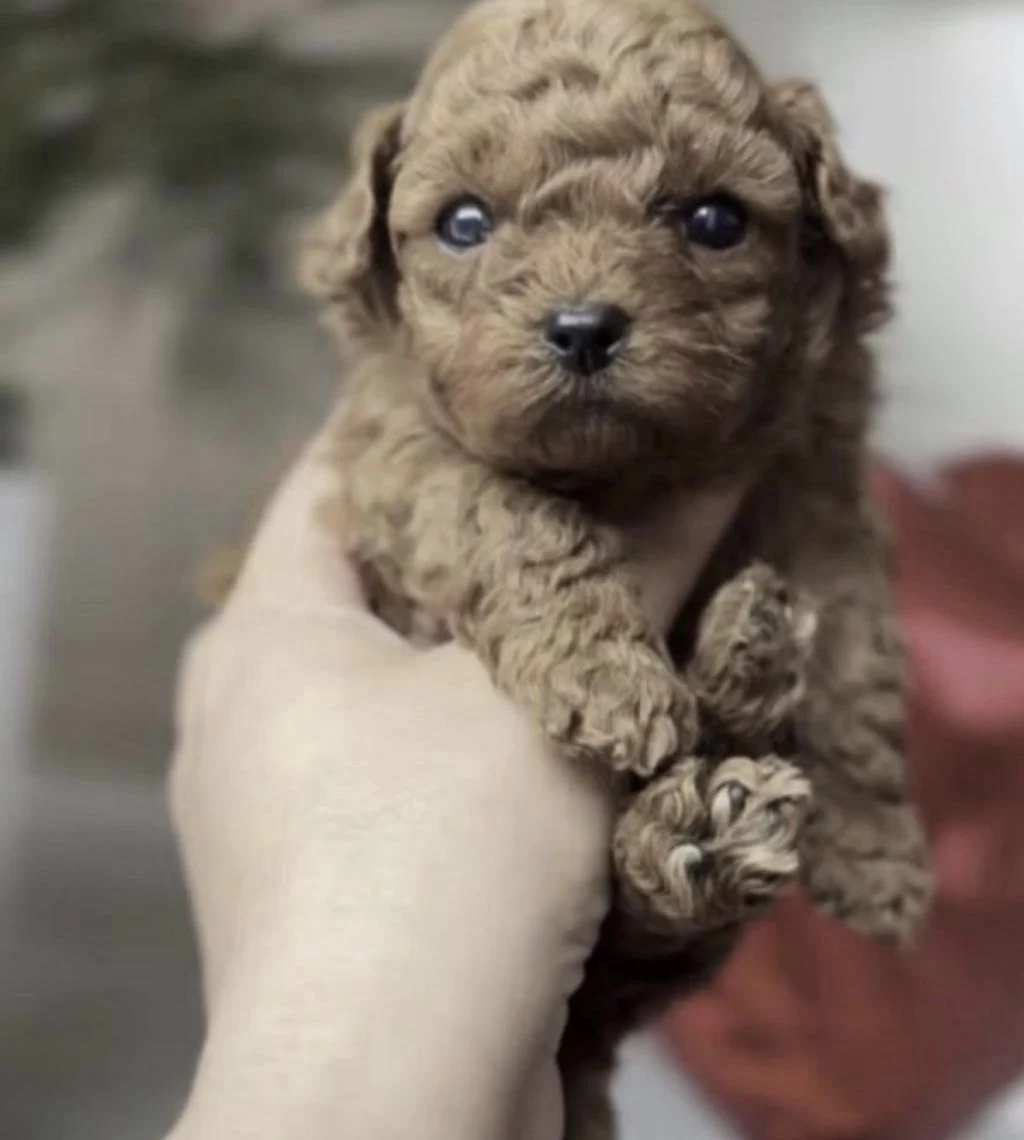 Toy Poodle A Kalite Safkan Kore