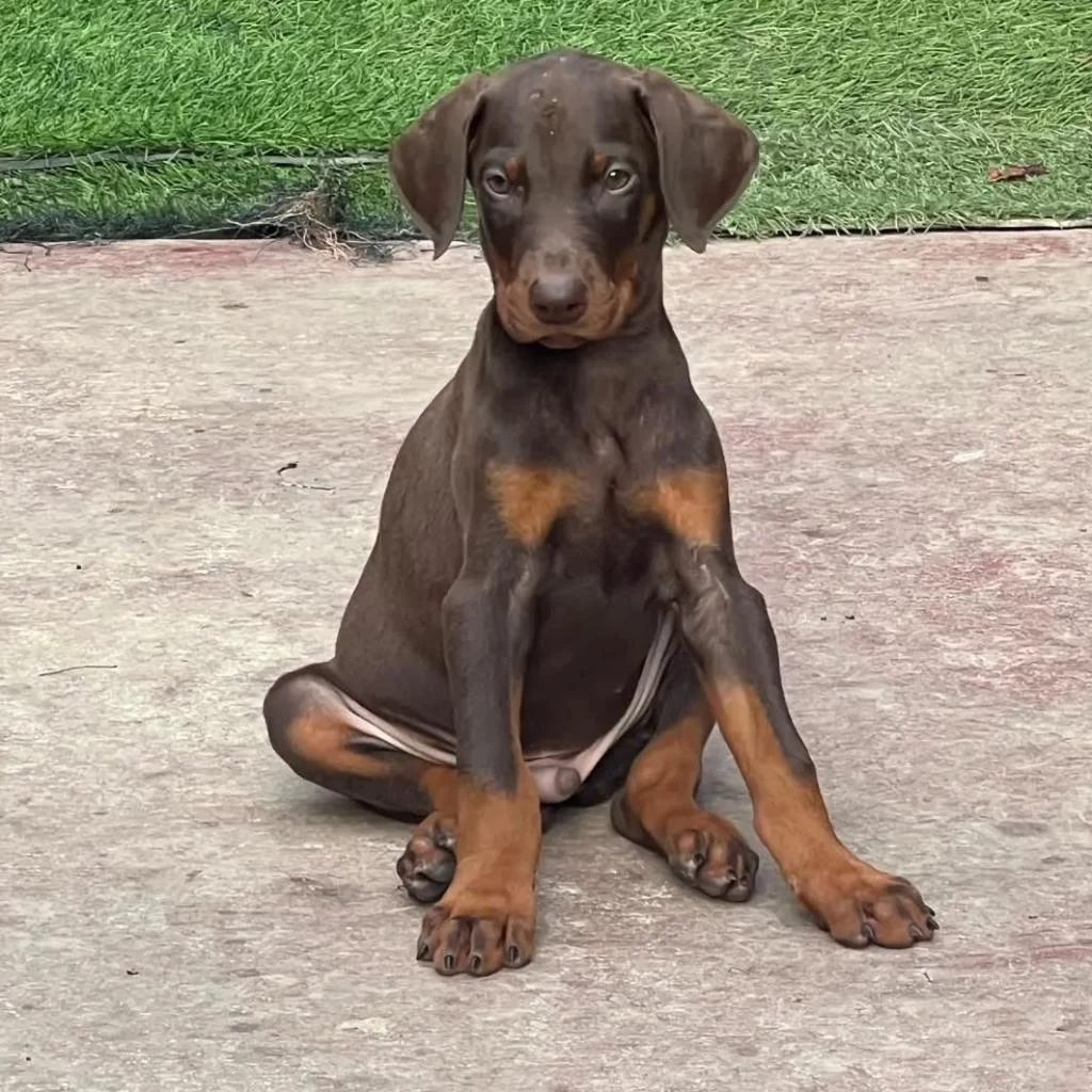 Doberman Bebekler Sağlık Ve İrk Garantili Teslim