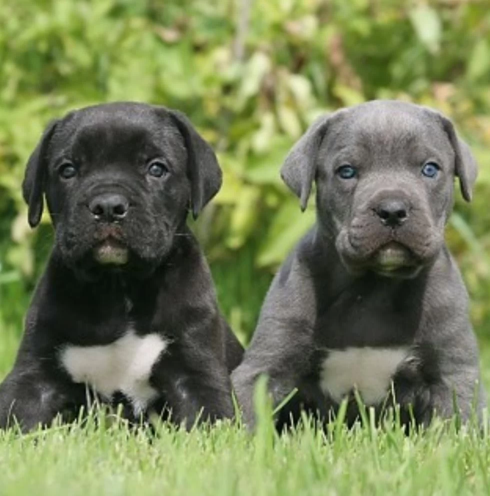 Cane Corso Bebekler Sağlık Ve İrk Garantili Teslim