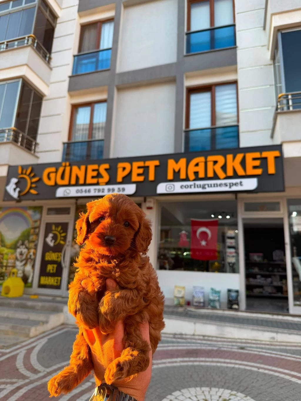 Poodle Tüy Dökme Derdi Yok Bolca Sevgi Var