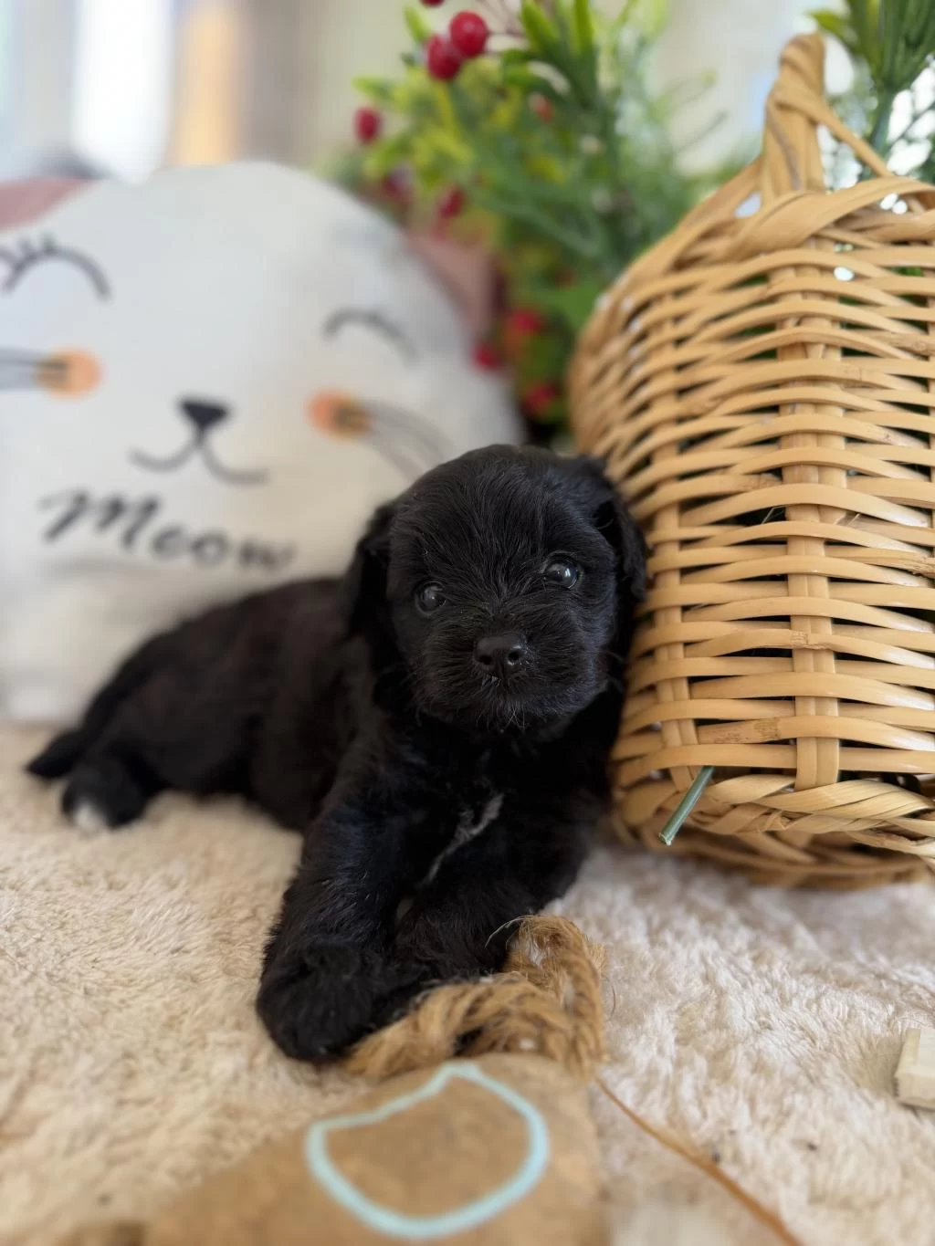 Nadir Bulunan Siyah Poodle