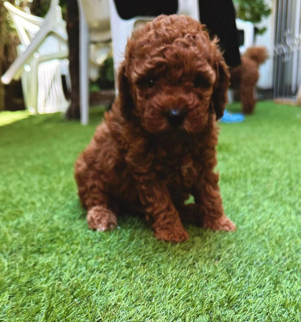 Petmode Köpek Çiftliğinden Tea Cup Kore Poodle