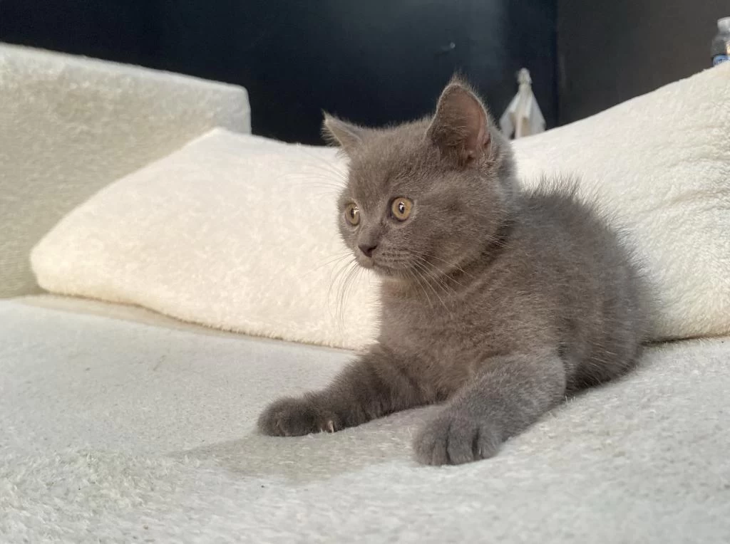British Shorthair Blue Ve Blue Point Bebekler